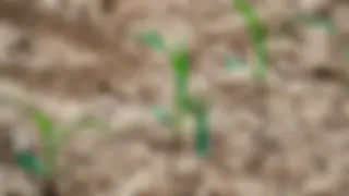 Auch für das Klimarisiko Trockenheit werden die Prämien für Ernteversicherungen mit Beiträgen durch den Bund unterstützt.